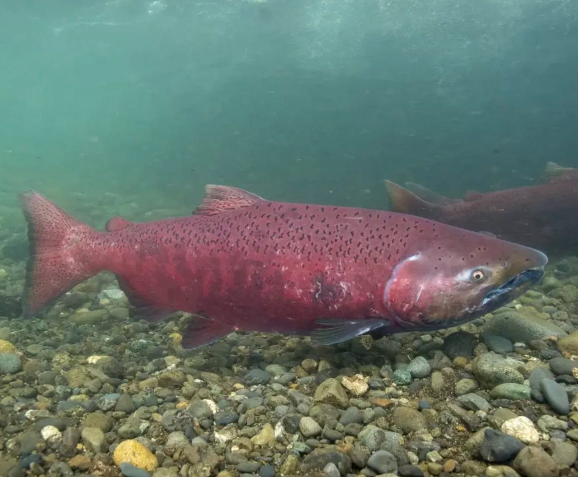 A conservation group's lawsuit already closed an iconic Alaska fishery. Now, it's pushing for Endangered Species Act protections for king salmon.