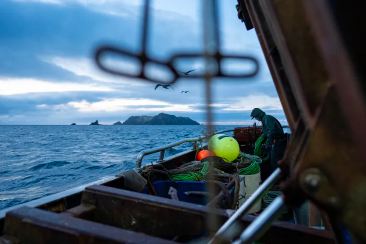 Halibut managers contend with scientific uncertainty as fishery hits record lows