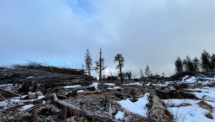 Dissident shareholders ousted the pro-logging board of Yakutat's Indigenous village corporation. Here's what comes next.
