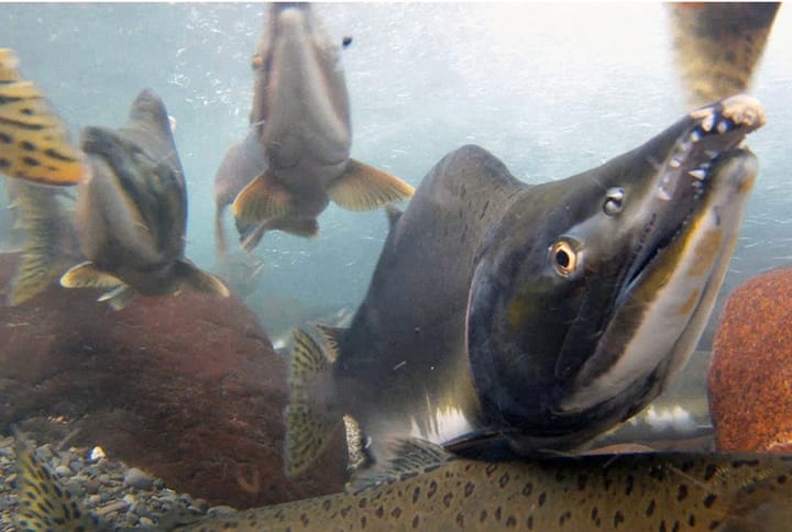 Interesting stuff: Utility data request gets rejected, a heat pump in every village home, and a "zero-sum game" for pink and sockeye salmon?