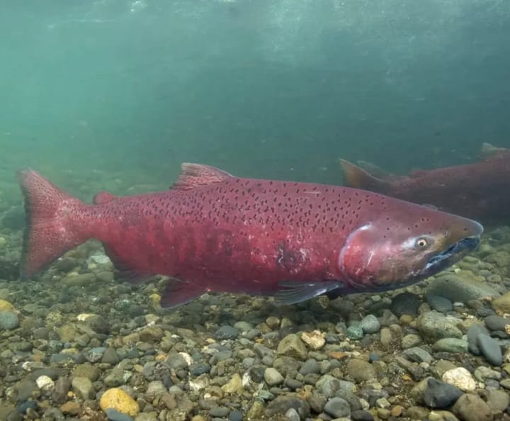 A conservation group's lawsuit already closed an iconic Alaska fishery. Now, it's pushing for Endangered Species Act protections for king salmon.